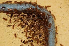 Les cafards : comment se débarrasser et éliminer définitivement les blattes